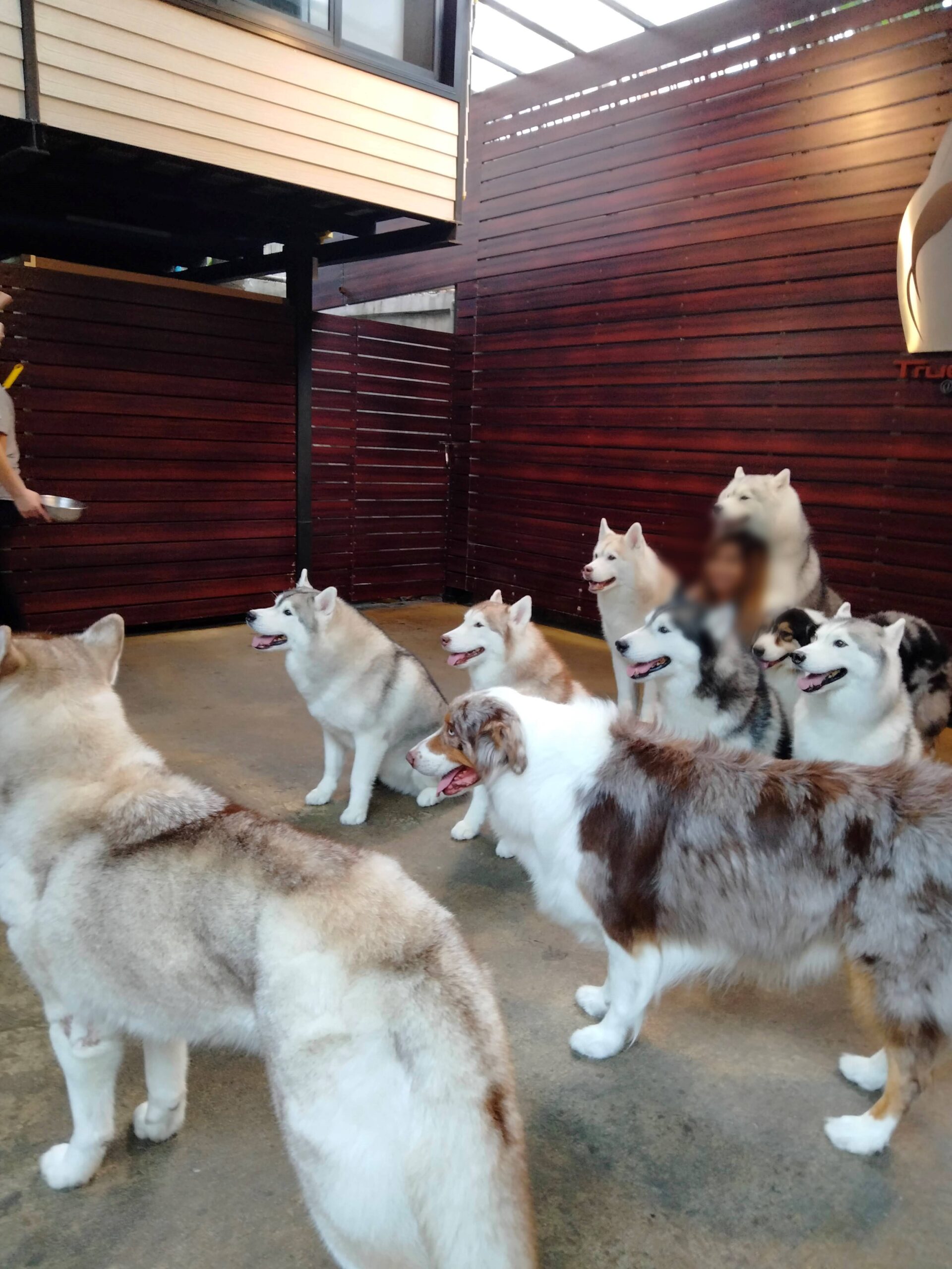【バンコク観光】犬好きさんにお勧めカフェ お寺もいいけどハスキーハウス行ってみて♪ るーむ まや